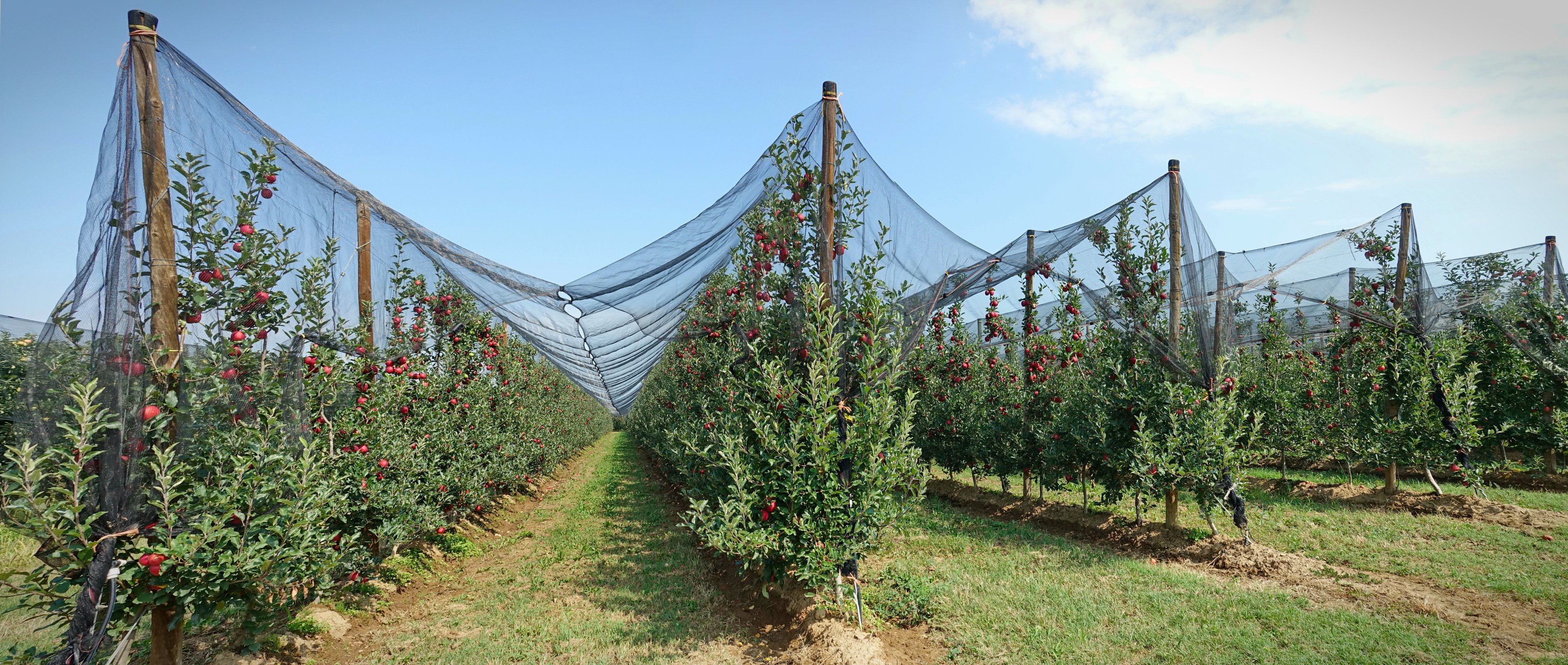 Apple orchard